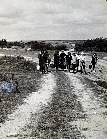 Студенты - первокурсники ДВИСТ на уборке картофеля