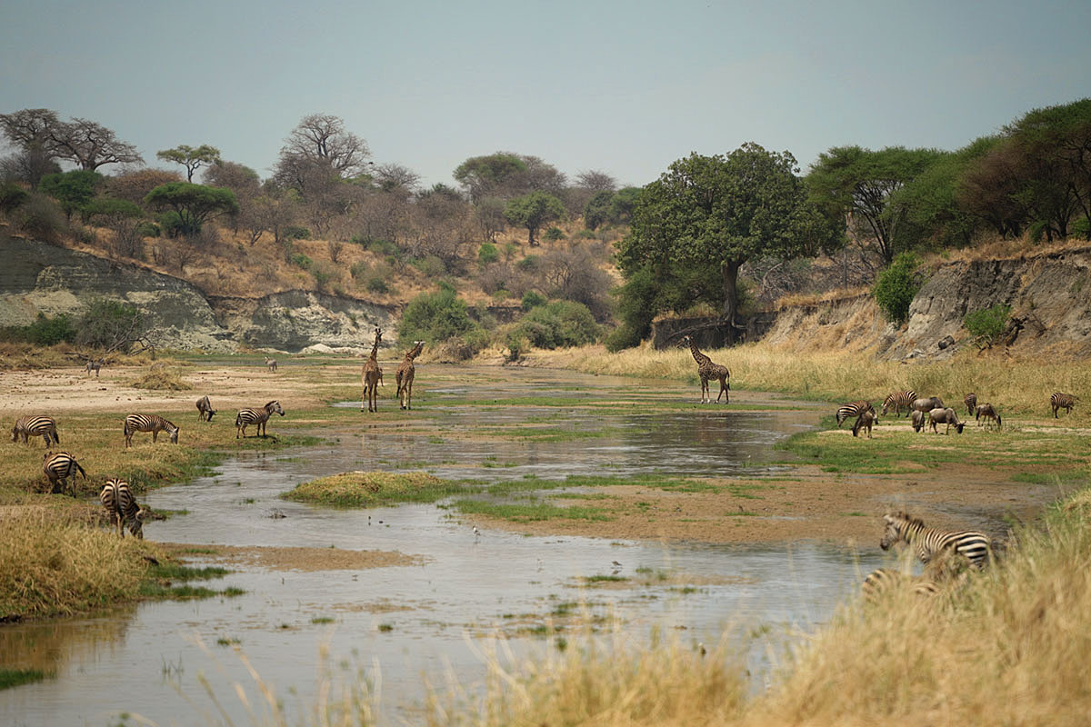 Танзания, парк Тарангире.