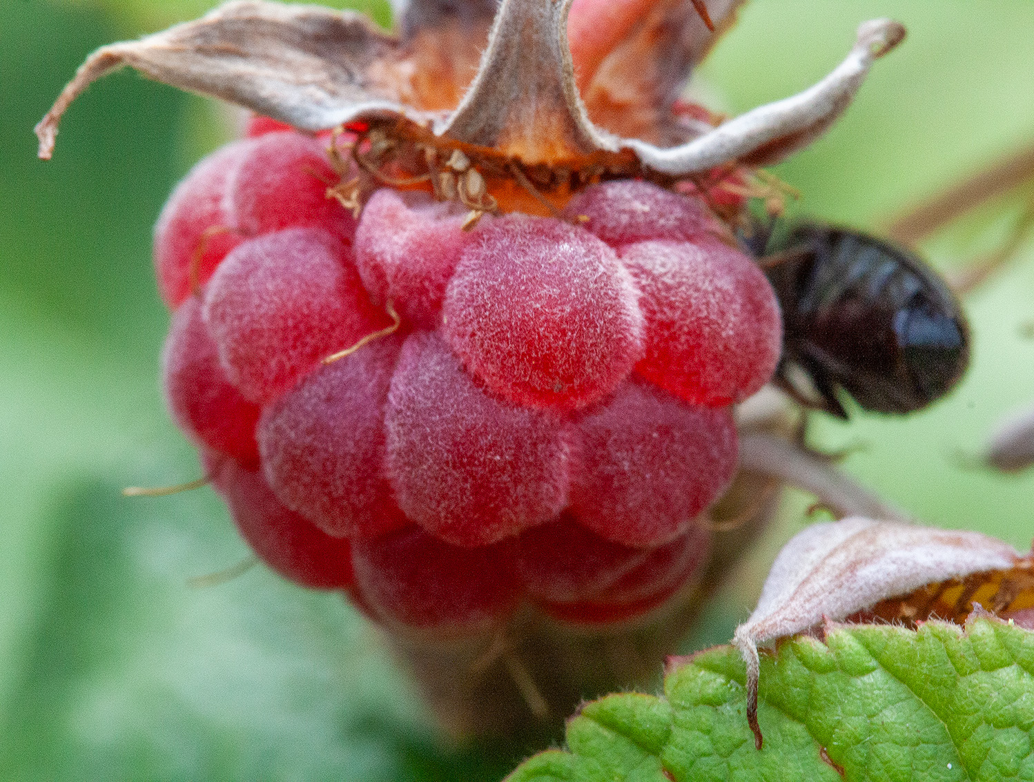 Ягода малина