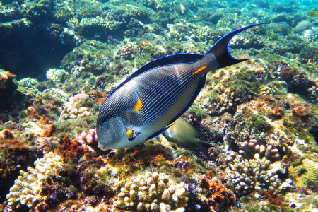 Арабский хирург