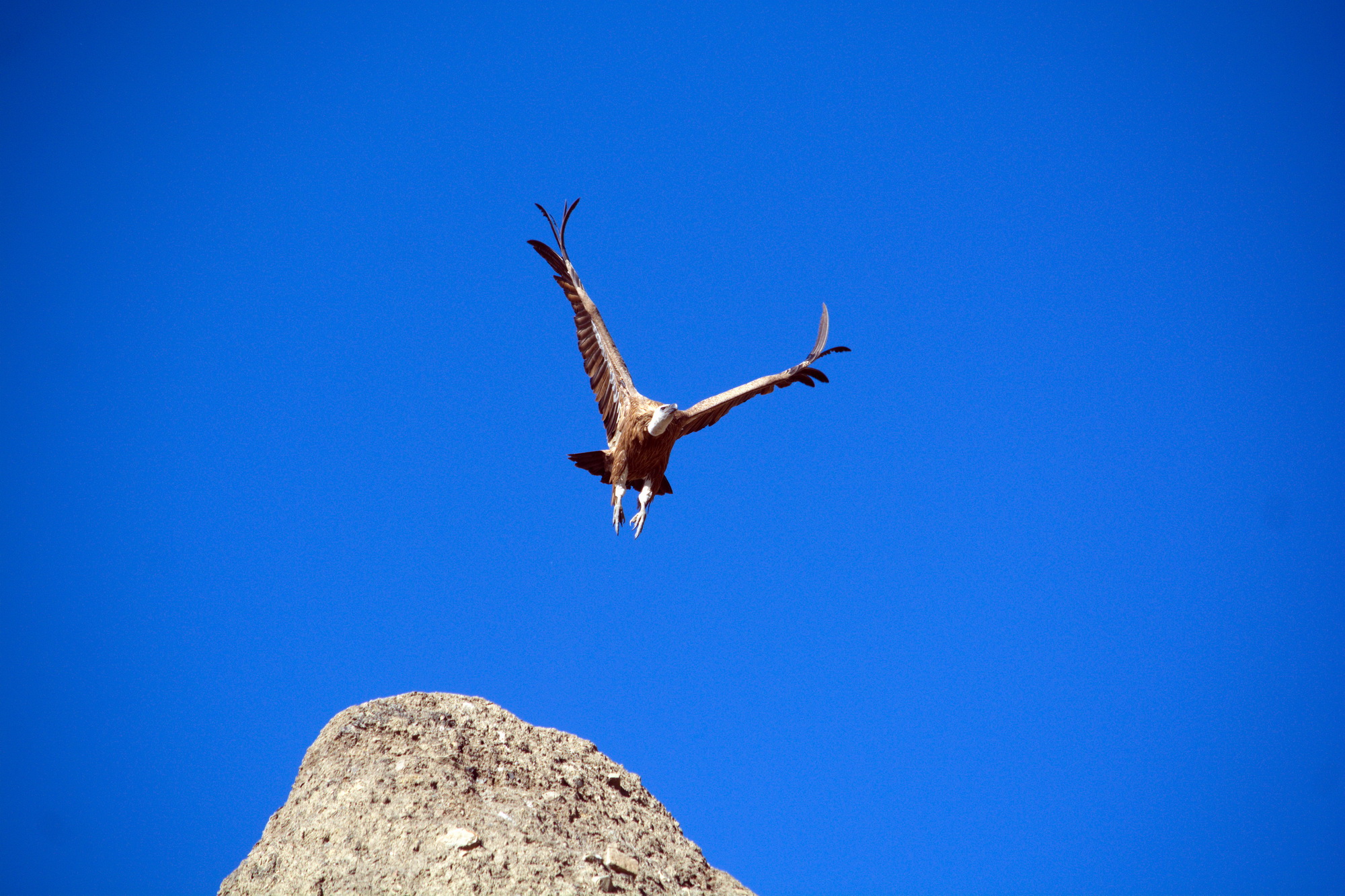 Белоголовый Сип