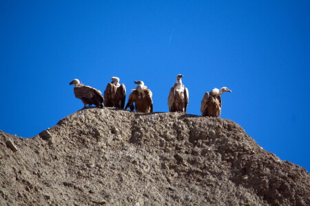 Белоголовый Сип