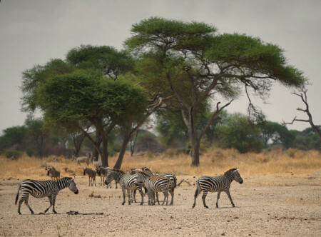 Полосатики...