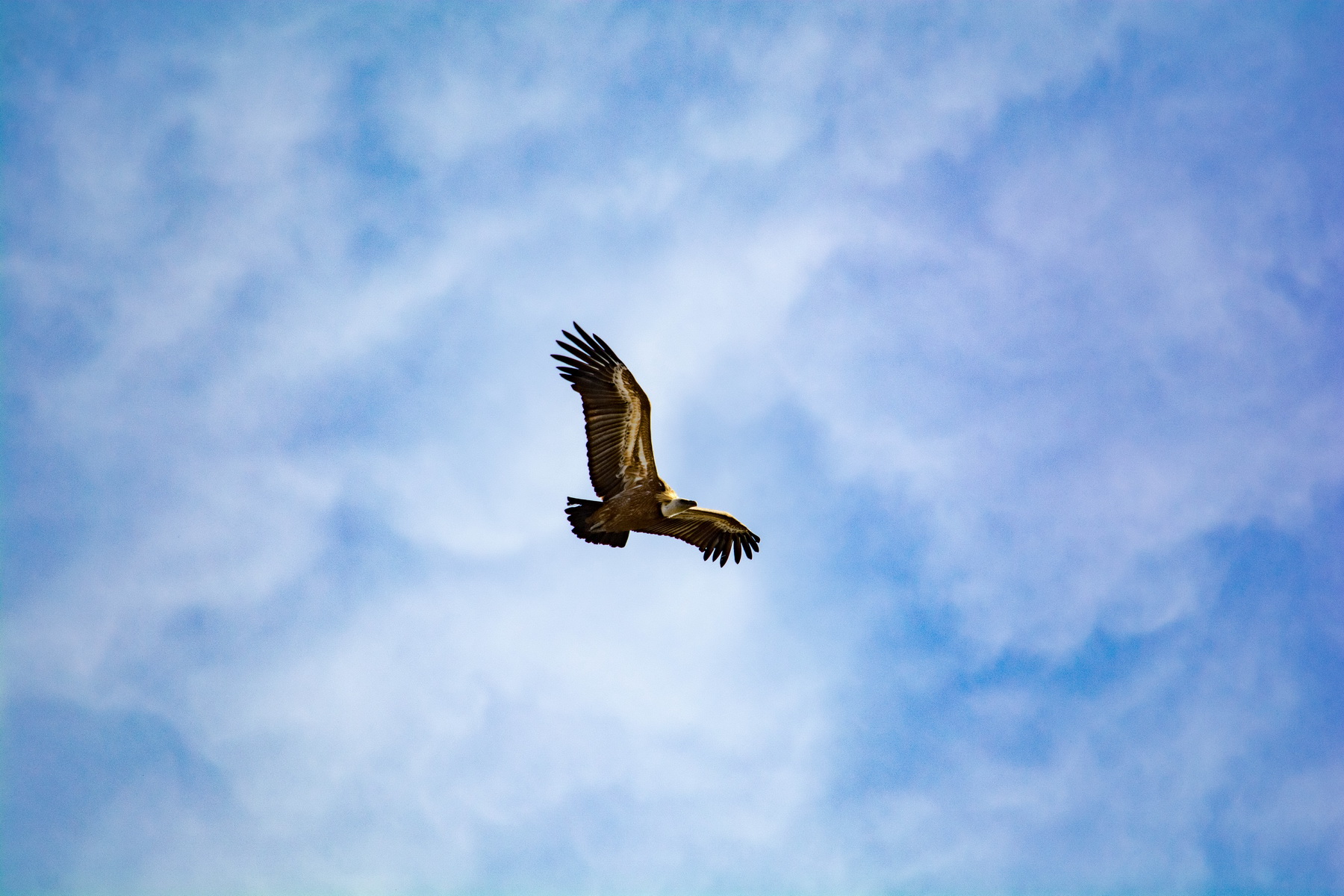 Белоголовый Сип