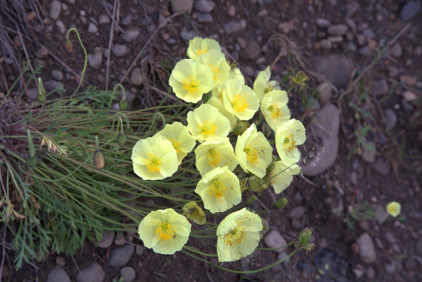 Русский Север