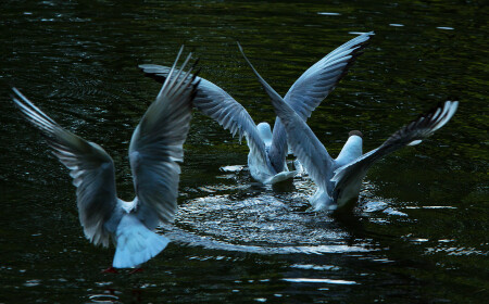 Чайкины крылья