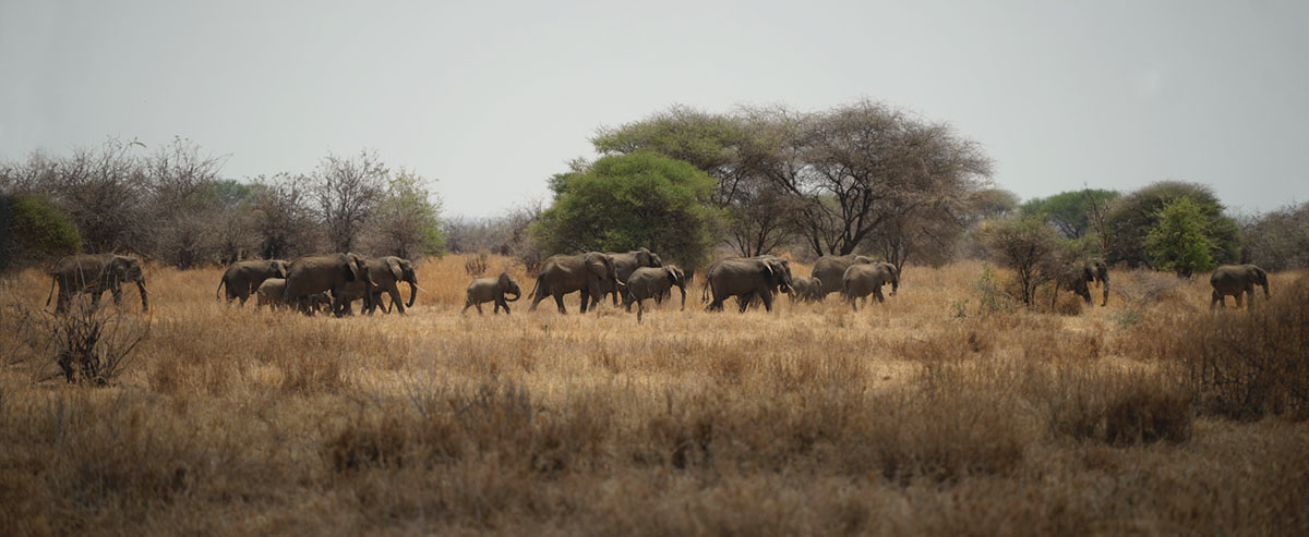 Танзания, парк Тарангире.