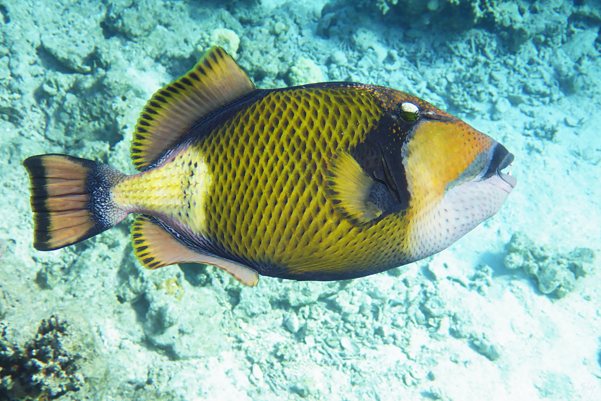 Титановый спинорог (синепёрый балистод)