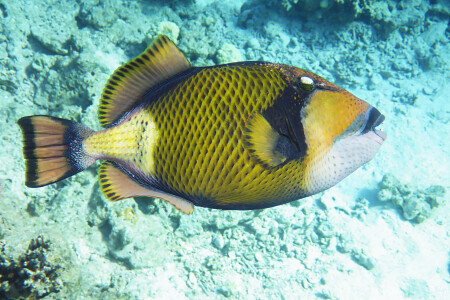 Титановый спинорог (синепёрый балистод)