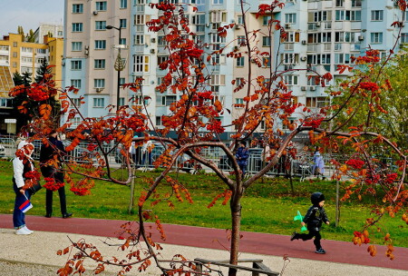 Калина в ноябре.