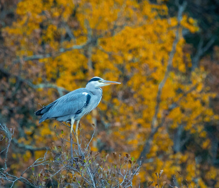 Не пора ли улетать?