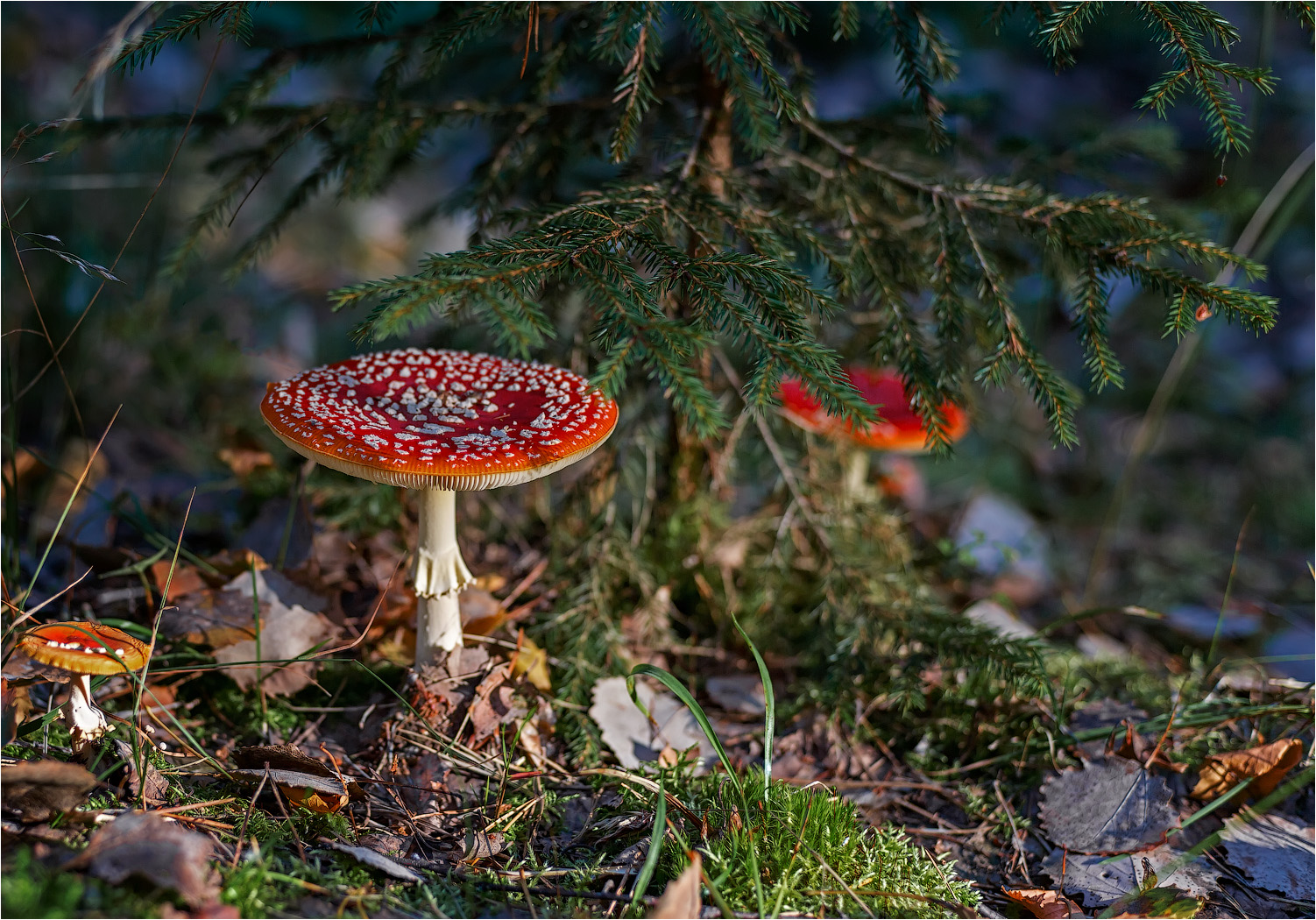 Мухоморчики