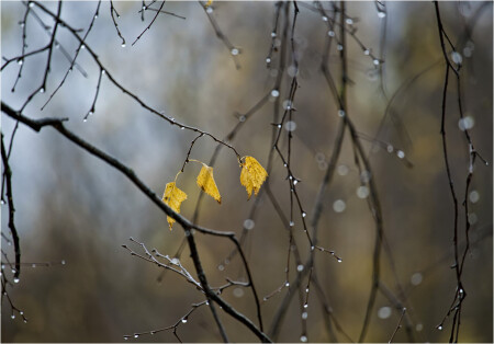 Поздняя осень