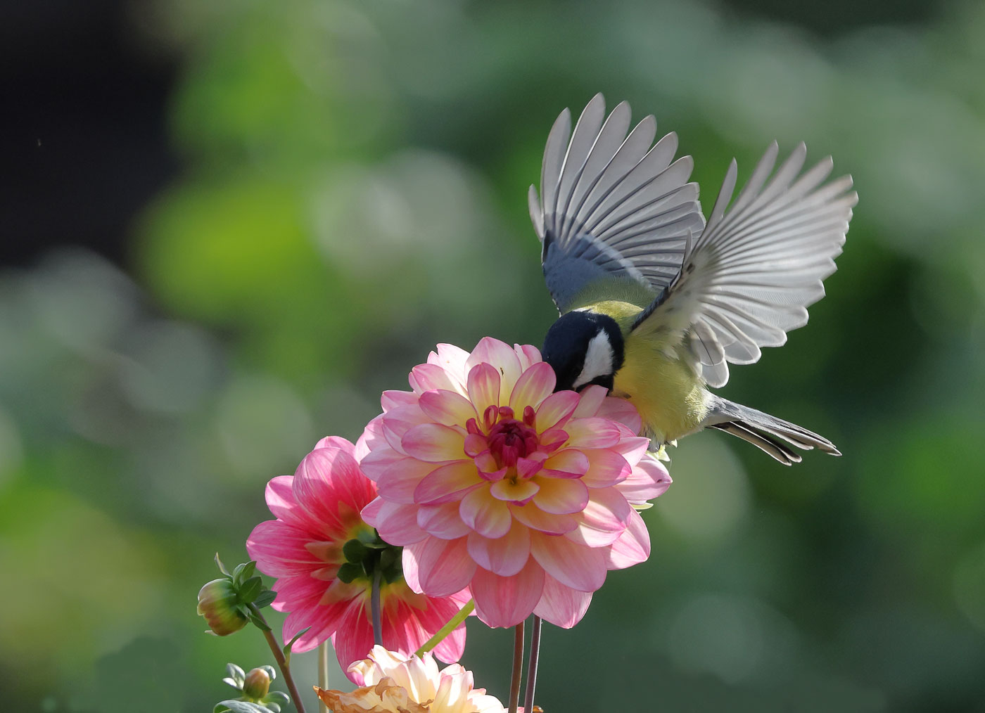 Колибри...местного значения