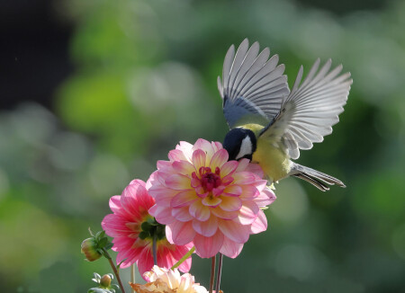 Колибри...местного значения