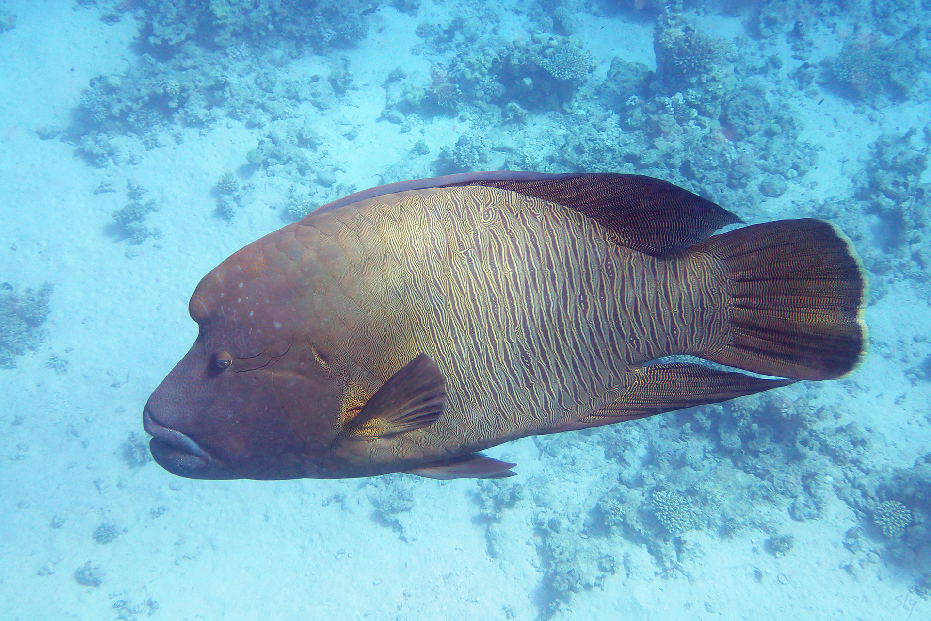 Волнистый хейлин (рыба-наполеон)