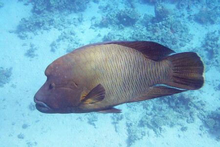 Волнистый хейлин (рыба-наполеон)
