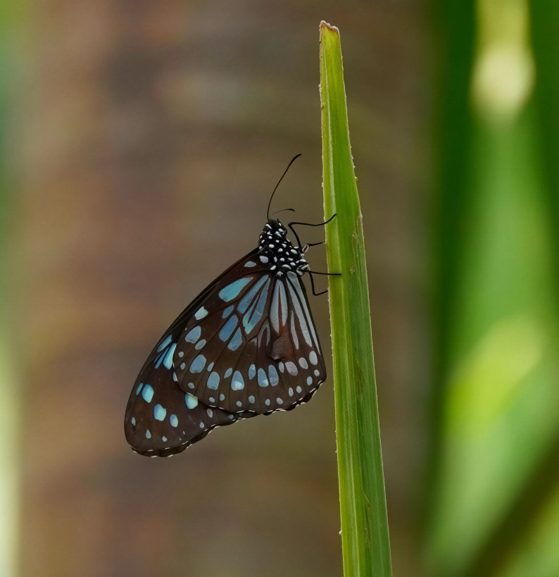 Tirumala septentrionis(Голубая тигровая бабочка)