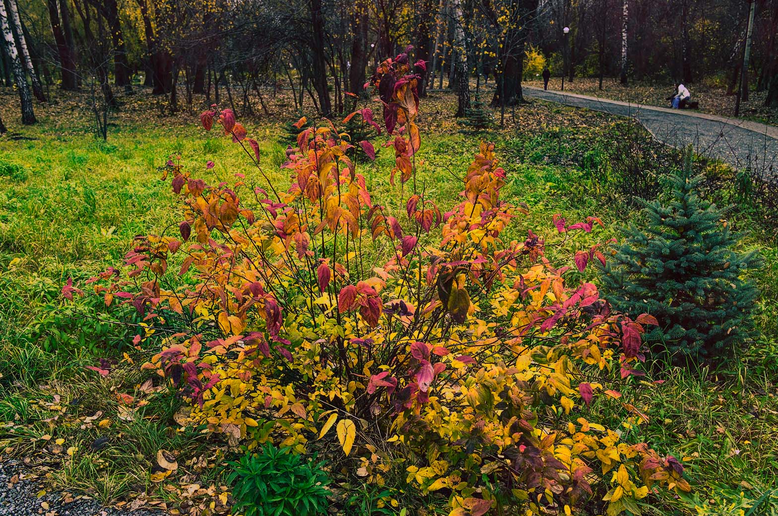 Осенние листья и ёлка