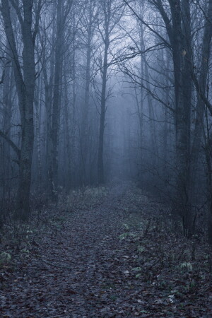 Туманные пути