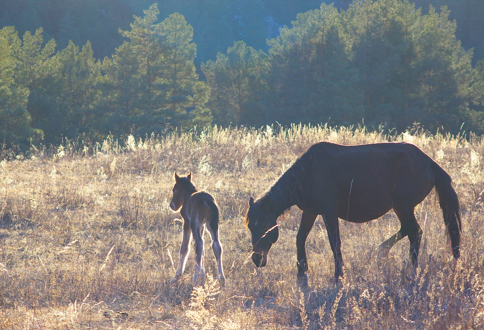 Первые шаги