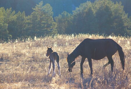 Первые шаги