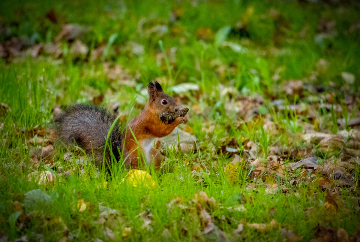 Все грызет )