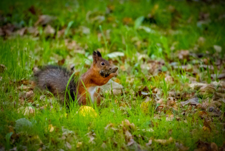 Все грызет )