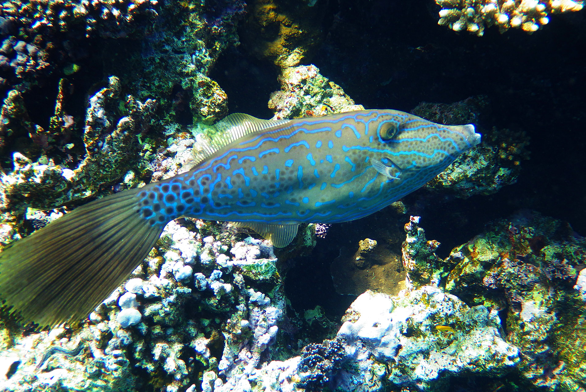 Расписной единорог (тропическая осбекия)