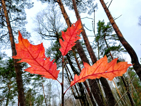 Последние деньки уходящей осени