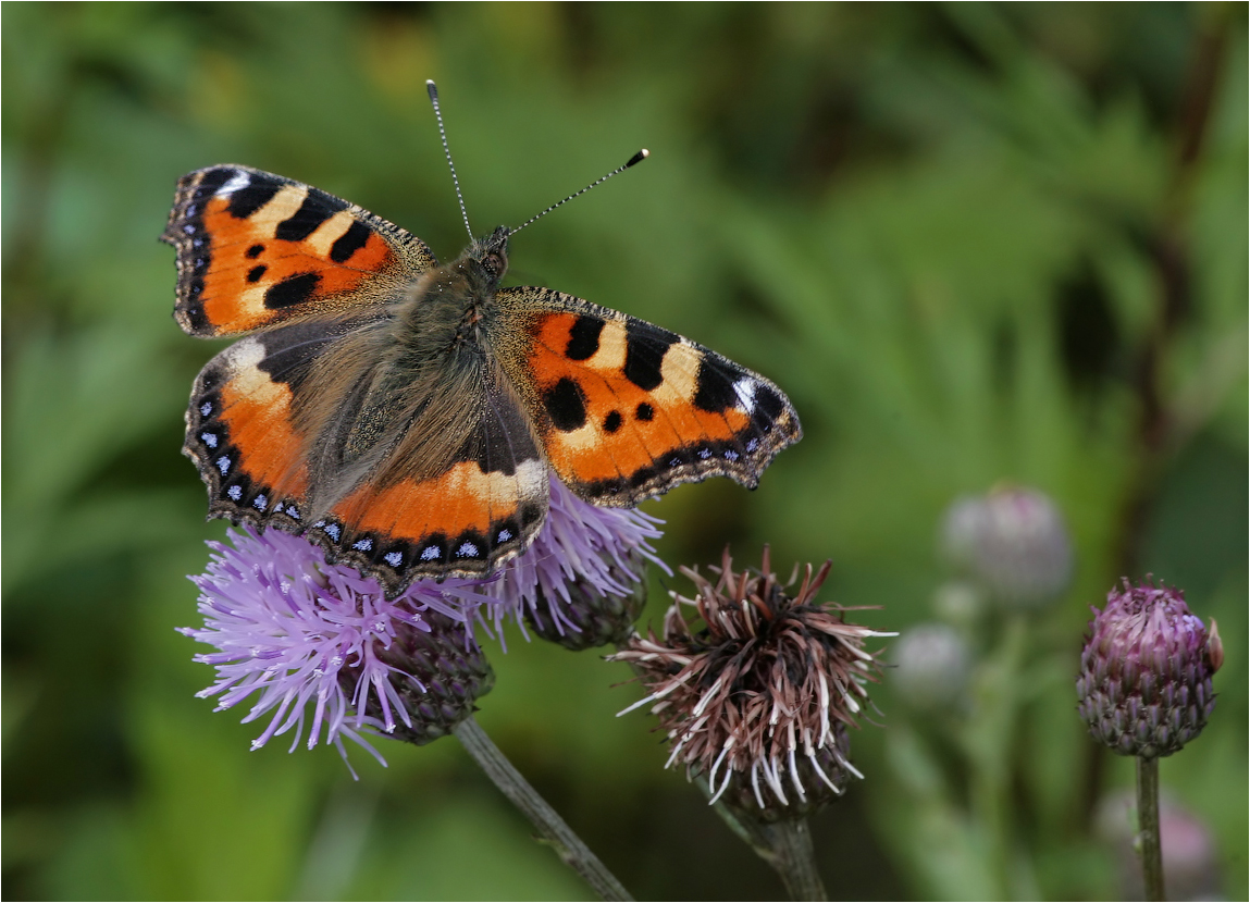 Крапивница