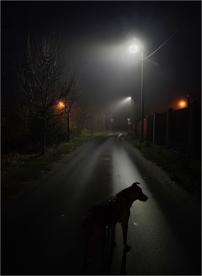 Собака в тумане