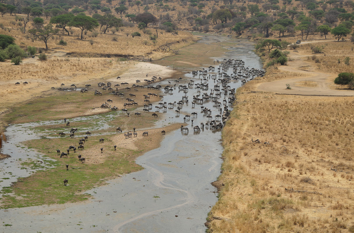 Водопой на реке Тарангире