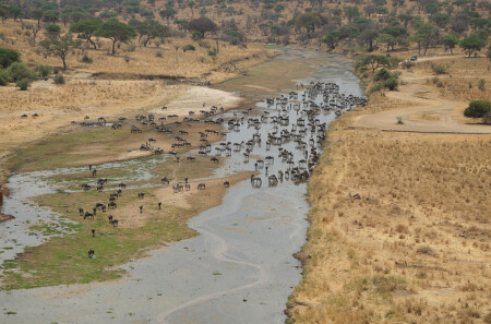 Водопой на реке Тарангире