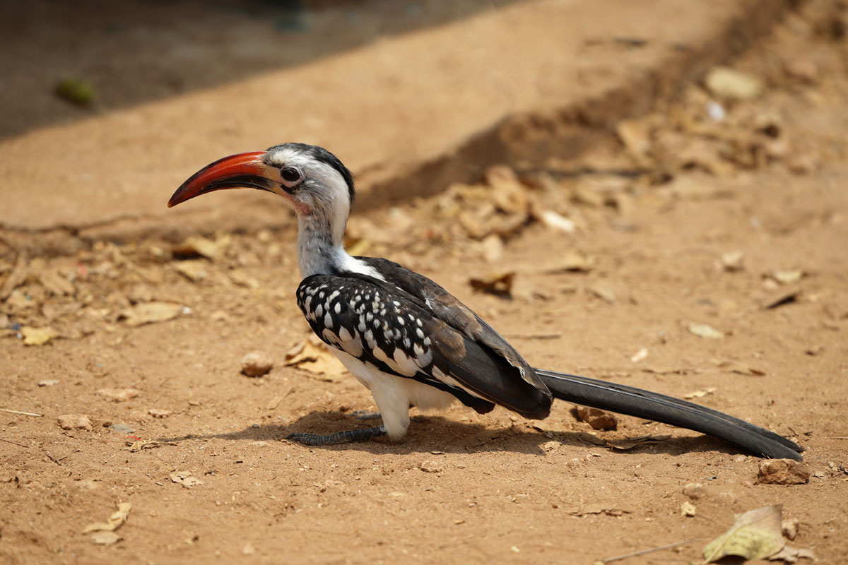 Западноафриканский токо