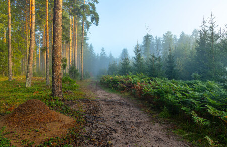 Муравейник у тропы
