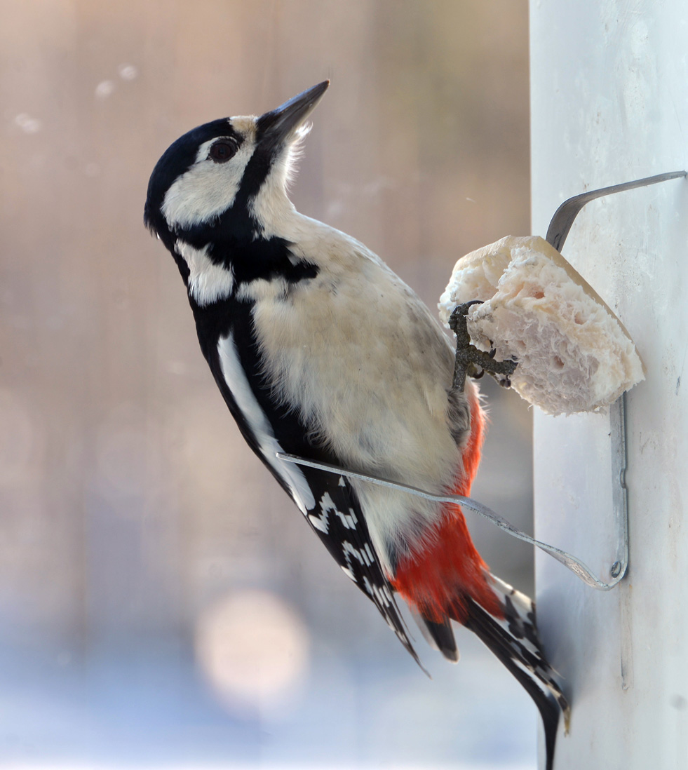 Дятел проголодался...