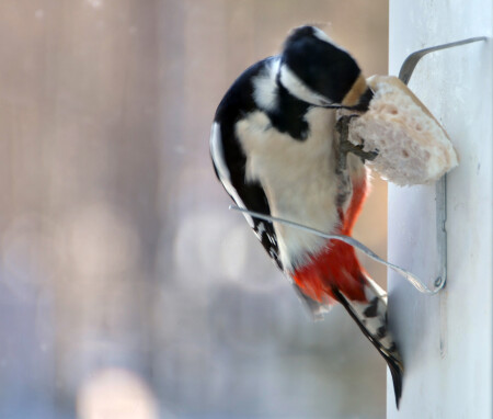 Сало любит...дятел.