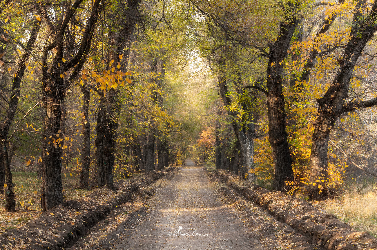 Осенние зарисовки...
