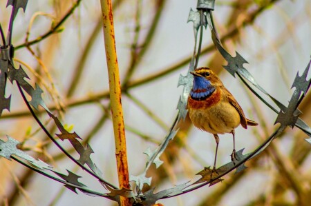 птичка на колючке