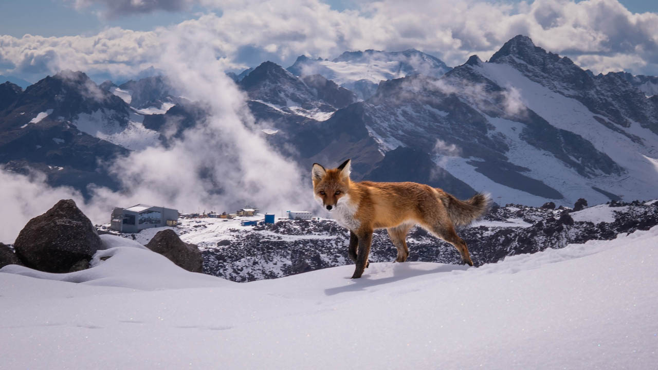 Вечерняя гостья