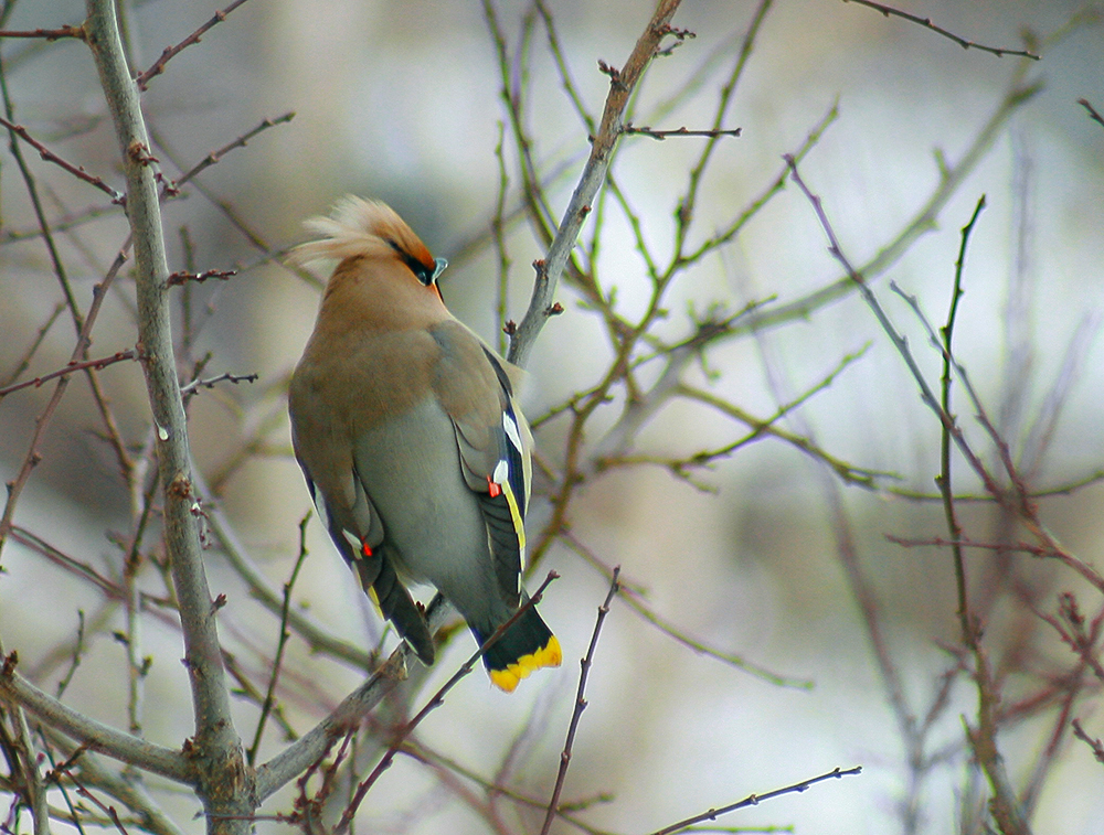 Свиристель