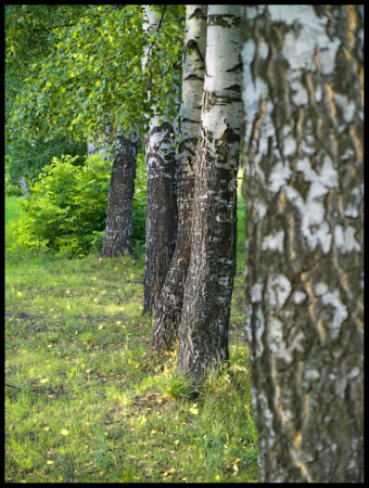 Берёзы
