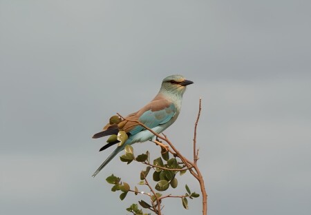 Сизоворонка