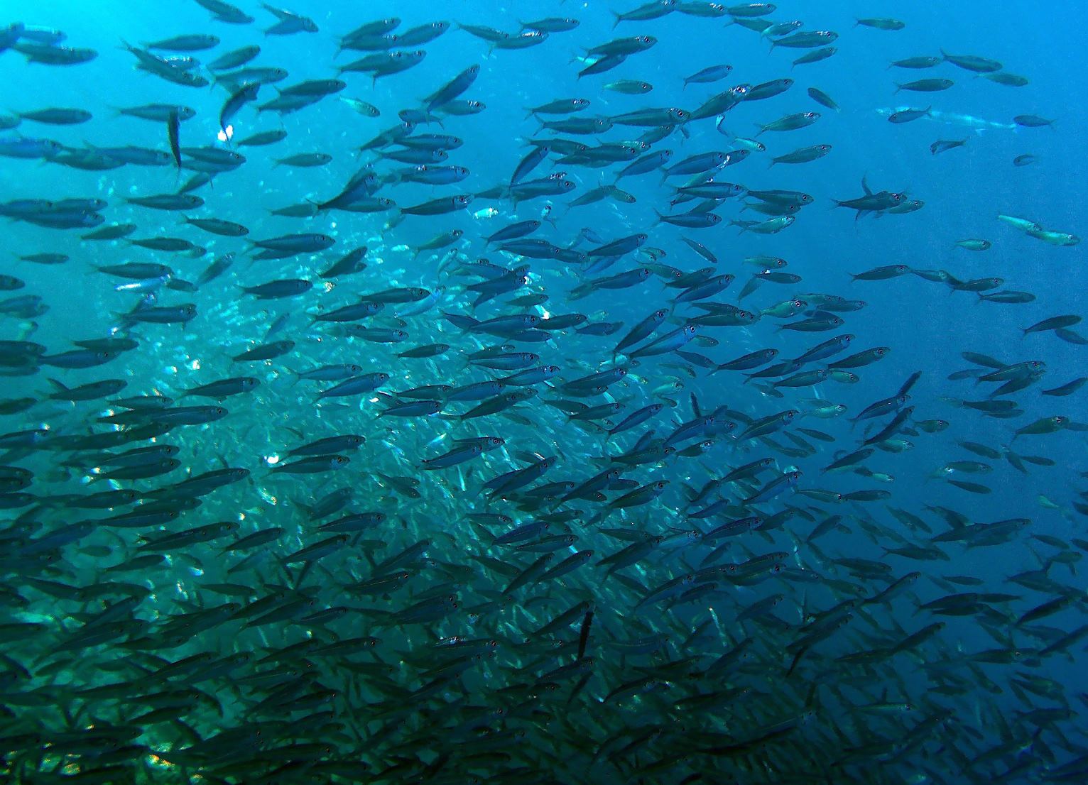 Сонаправленность движения.