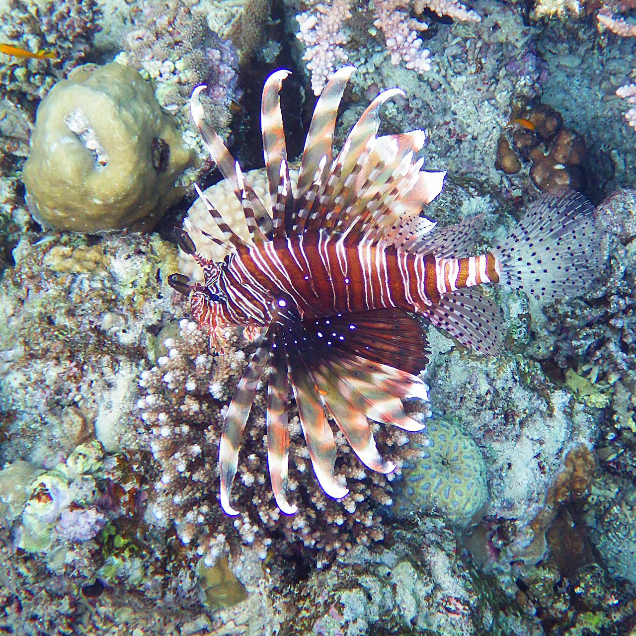 Крылатка-зебра