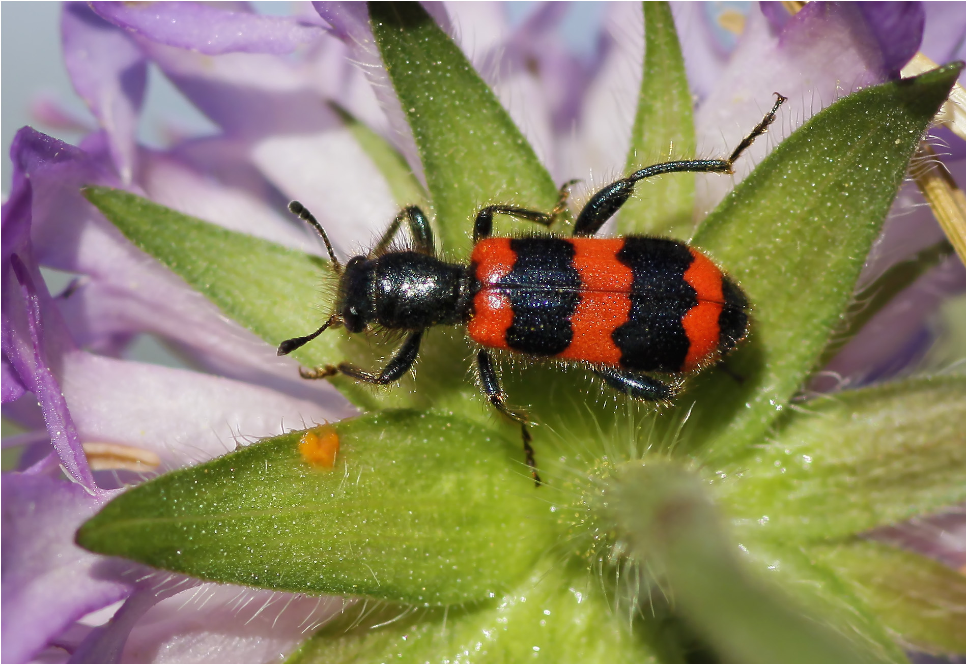 Пестряк пчелиный