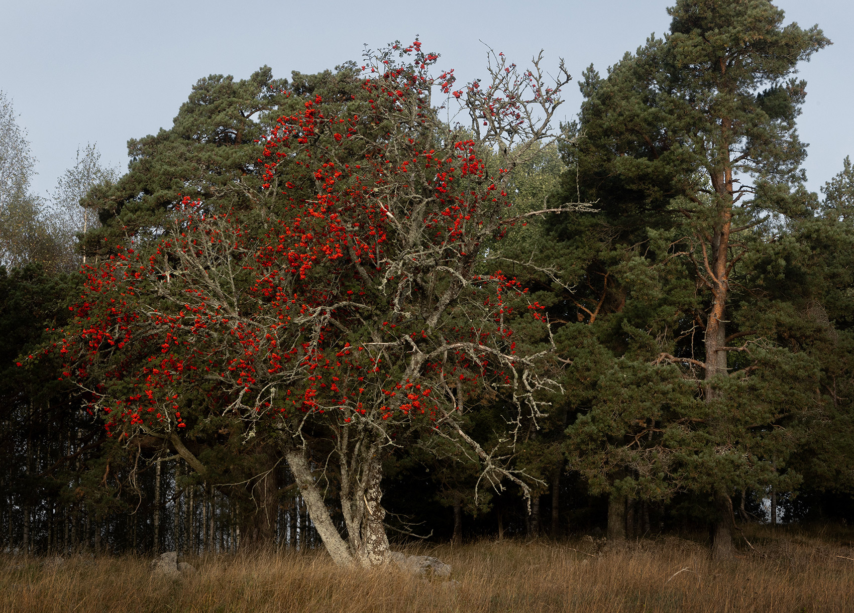 Последние краски осени