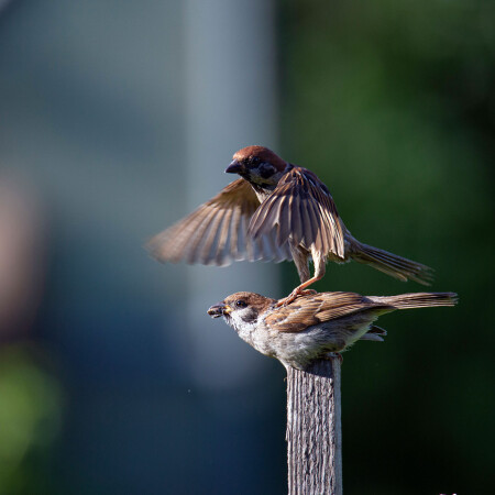 Непослушный...