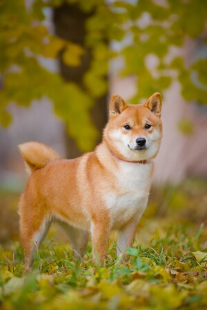 сидеть?... или бежать?